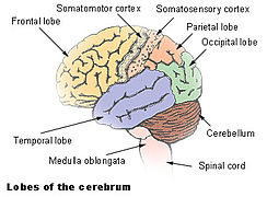 Frontal Lobe - The Human Brain